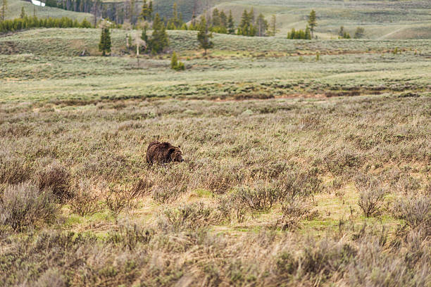 istock Bleeding beat up mother grizzly bear 607492130