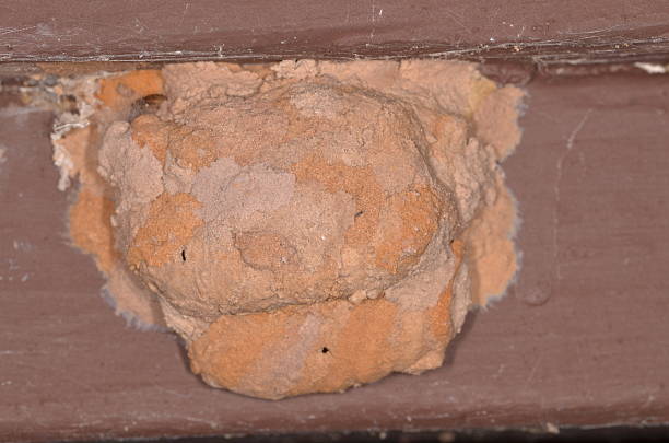 Mud gathered form different  gives different shades to the nest of mud dauber, built in the corner of an outdoor building