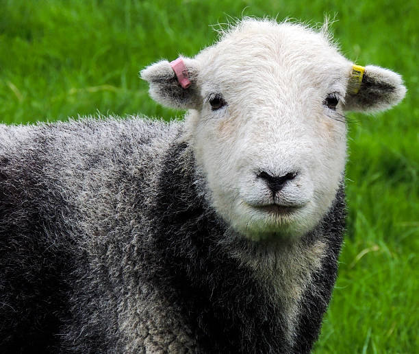 湖水地方の群れ羊 - 農場の動物 - herdwick sheep ストックフォトと画像