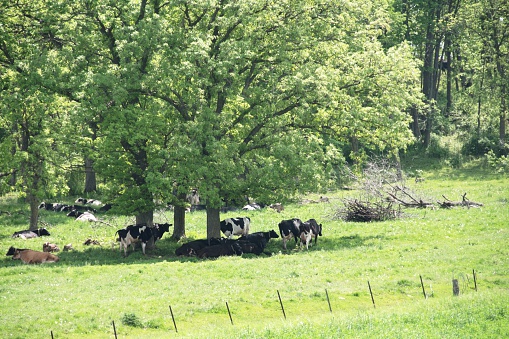 Dairy cattle resting in the shade on a hot day.