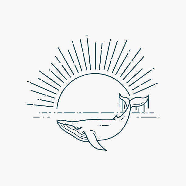 Modern flat linear vector illustration with Whale and sunrise Huge Whale and sea sunrise. Nature exploration poster. Modern flat linear vector illustration. Sealife postcard with retro sunburst immersed in their work stock illustrations