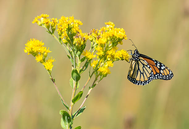 istock Yellow Flower with a Monarch Butterfly 607494080