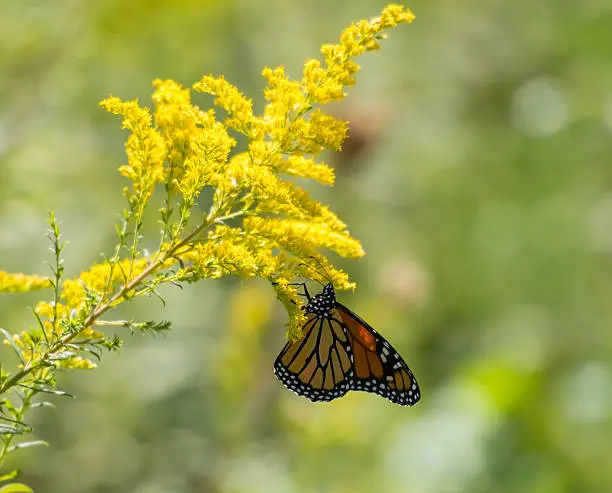 Photo of GoldenRod Flower with a Monarch Butterfly