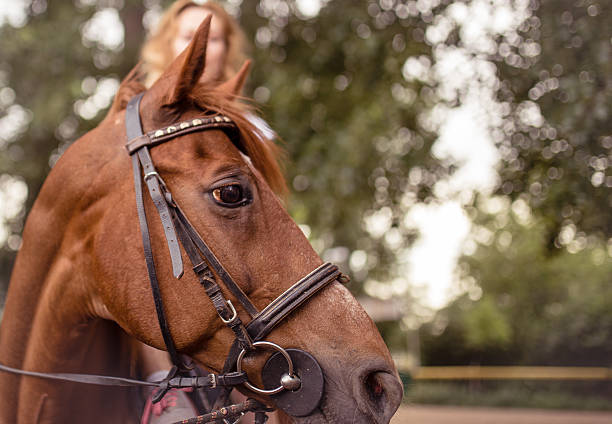 istock Brown horse looking away 607494120