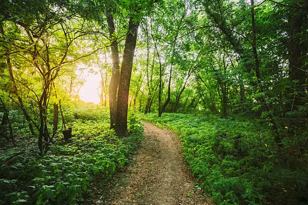 The Summer Landscape With Forest Path Going Ahead To Sunset Sunrise Through Bright Green Thick Growth Of Small-Flowered Touch-Me-Not Or Impatiens Parviflora Under Tree Crowns Of Greenwood