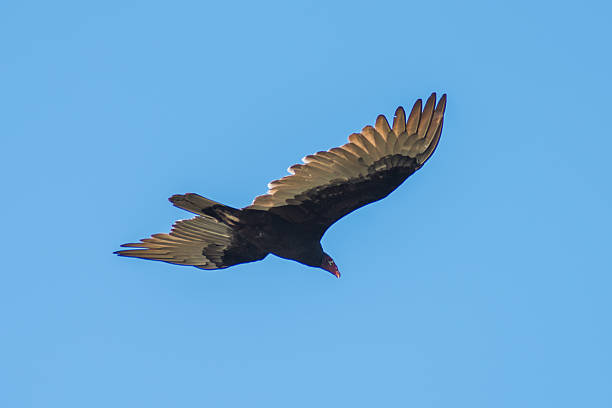 abutre na caçada - scavenger hunt - fotografias e filmes do acervo