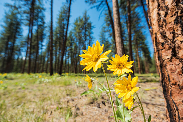 Yellow Mountain Daisy Arnica flower with red pine forest