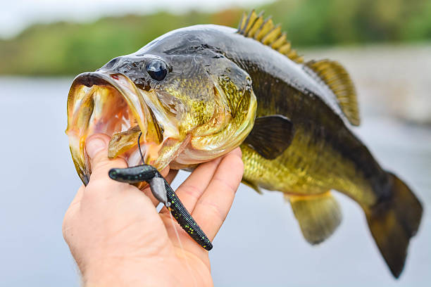 Bass with a lure in mouth Bass with a lure in mouth freshwater bass stock pictures, royalty-free photos & images