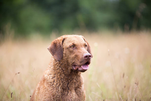 istock Dog: Chesapeake Bay Retriever Portrait 607497774