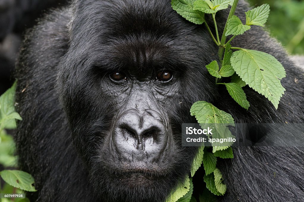 Gentle Gorilla Mountain Gorilla (Gorilla beringei beringei) of Rwanda.   Gorilla Stock Photo