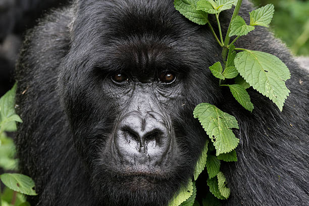 Gentle Gorilla Mountain Gorilla (Gorilla beringei beringei) of Rwanda.   rwanda stock pictures, royalty-free photos & images