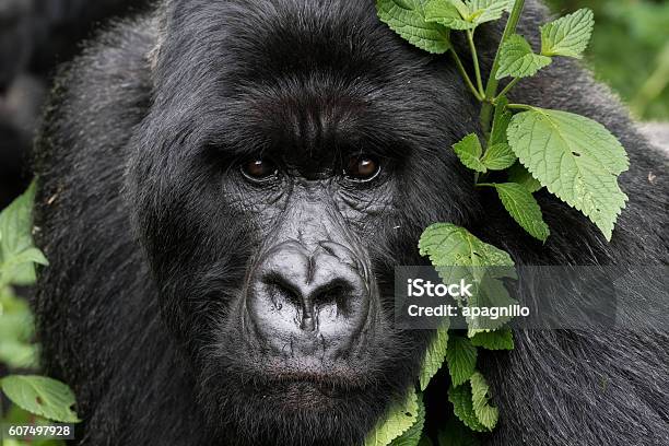 Gentle Gorilla Stock Photo - Download Image Now - Gorilla, Rwanda, Mountain Gorilla