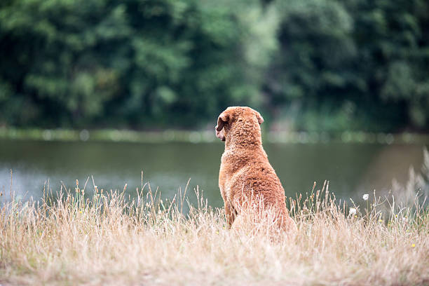 istock Dog: Retriever Sitting Outdoors 607498162