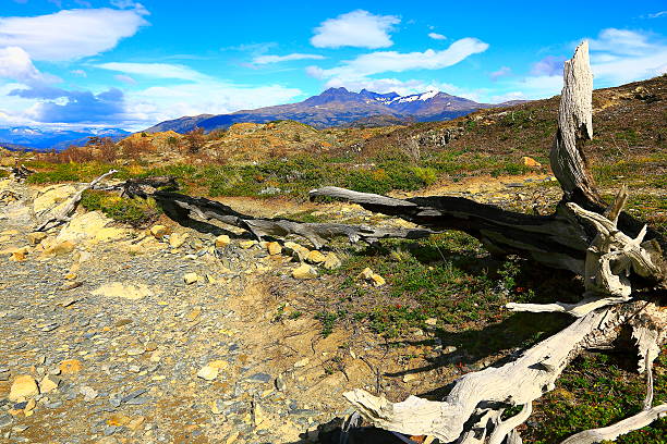 istock Tree trunk, Chilean Patagonia steppe landscape, Torres Del Paine 607498496