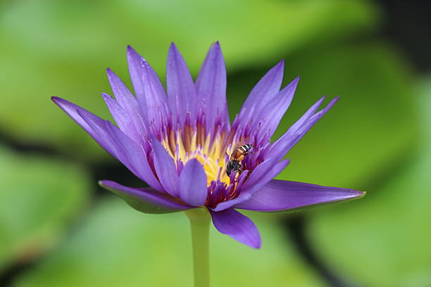 istock Water Lily purple colur closed up 607498688