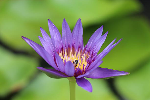 istock Water Lily purple colur closed up 607498790