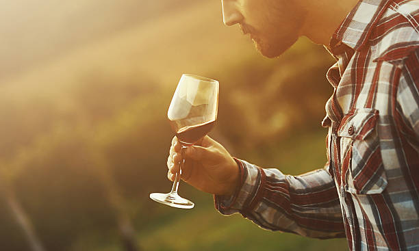 Wine tasting. Closeup side view of adult man tasting a red wine in a vineyard on a summer afternoon. He's holding wineglass, gently swirling and then smelling the wine. Actual tasting comes last. taste test stock pictures, royalty-free photos & images