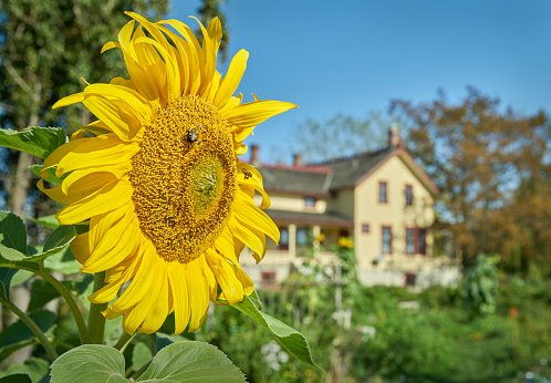 A bright sunflower in the garden of the Gunn Heritage Farmhouse built in the 1880s. Delta near Boundary Bay.