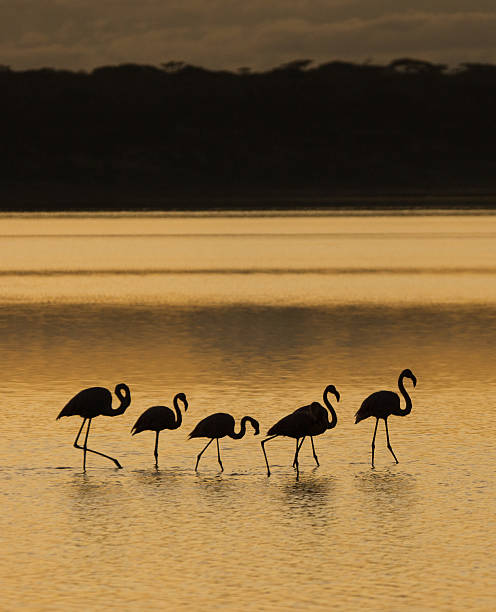 istock Walking Flamingos 607500702