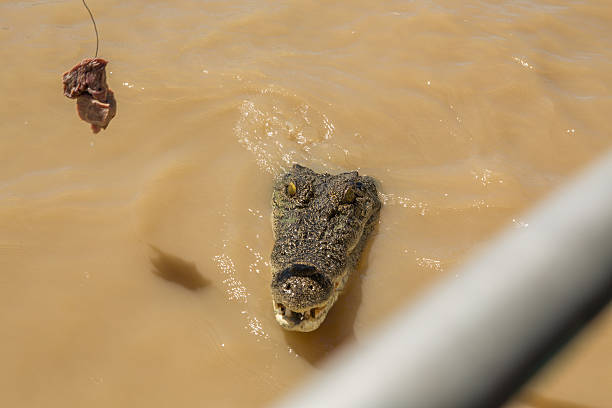 istock Saltwater Crocodile looking to grab raw meat 607500822