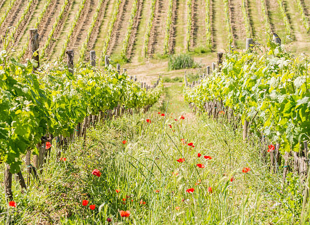 istock Field of vineyard during spring in Tuscany 607501896