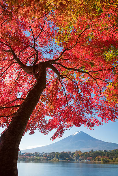 mt.fuji - fuji mt fuji yamanashi prefecture japanese fall foliage zdjęcia i obrazy z banku zdjęć