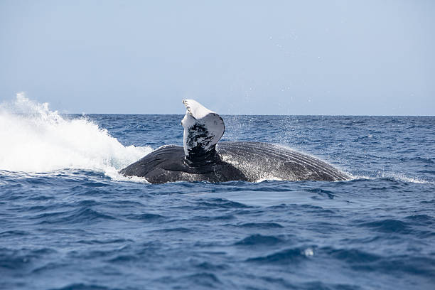 istock Humpback Whale Crashing into Atlantic Ocean 607502732