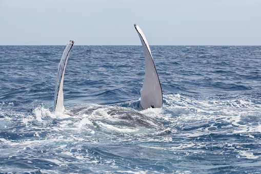 A Humpback whale (Novangliae megaptera) raises its pectoral fins in the air as it rolls on its back in the Atlantic Ocean. Humpbacks are found worldwide, feeding in polar and temperate waters and mating and birthing in tropical seas.