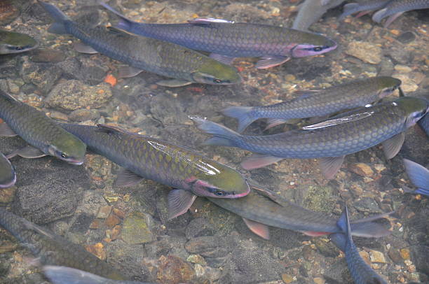 istock Vietnamese God fish are swimming 607503136