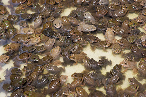 istock Little bullfrog in nursery pond 607504020