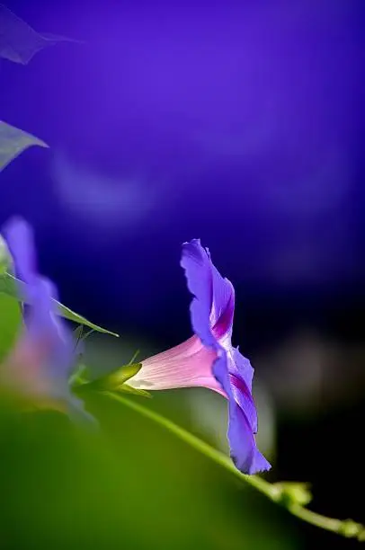 Vertical, artistic shot of morning glory flower with cobalt blue background. Copy space.