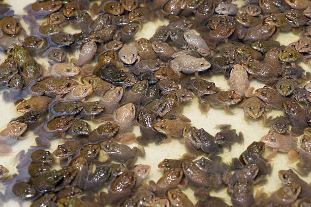 istock Little bullfrog in nursery pond 607504154