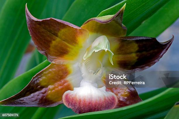 Orchid Huntleya Meleagris Stock Photo - Download Image Now - Animal Wildlife, Brazil, Brown