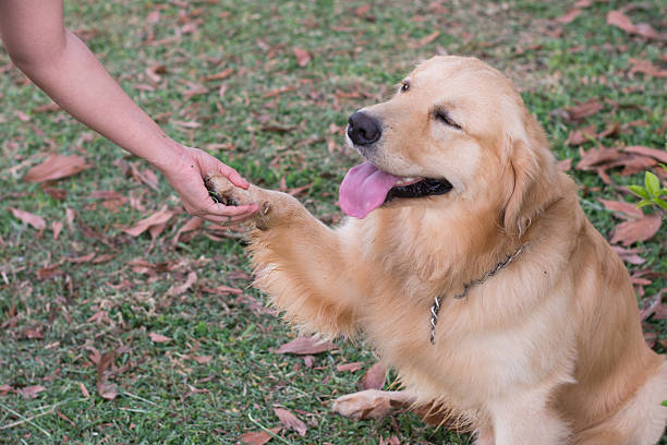 istock Friendship between human and dog - shaking hand and paw 607504532