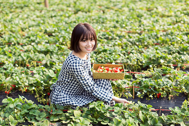 lovely chinese girl, in the farm picking strawberries fresh strawberries