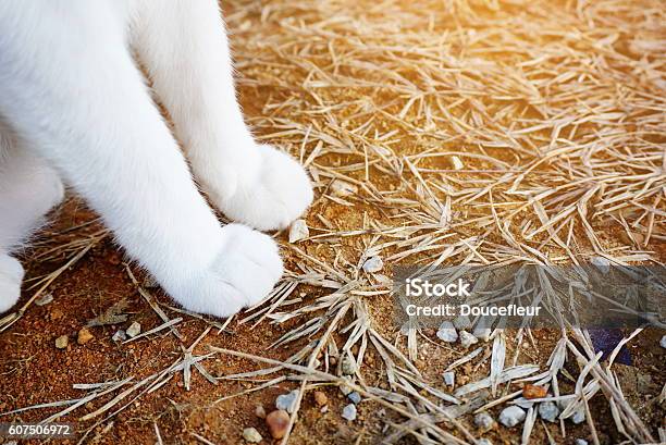 White Cat Sitting Focus On Legs Stock Photo - Download Image Now - Animal, Animal Body Part, Animal Foot