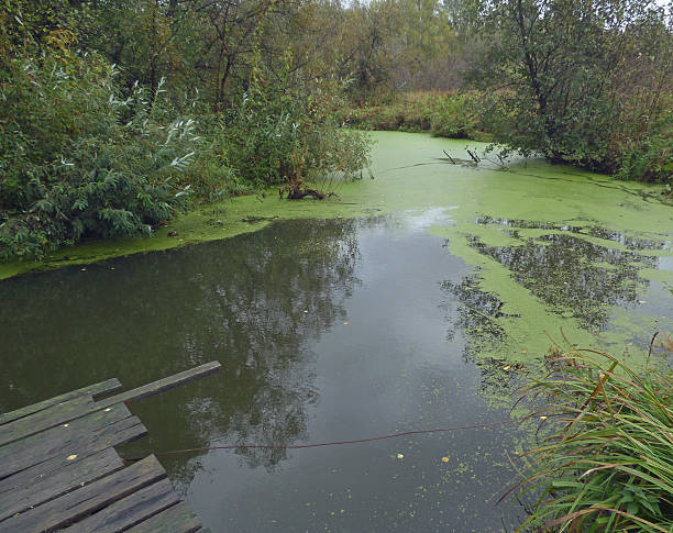 istock Small river covered with mud. Wooden platform above water. 607508140