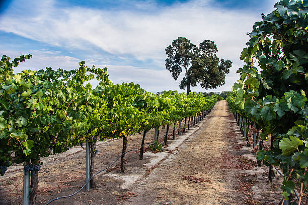 istock California Wine Country Vineyard 607509272