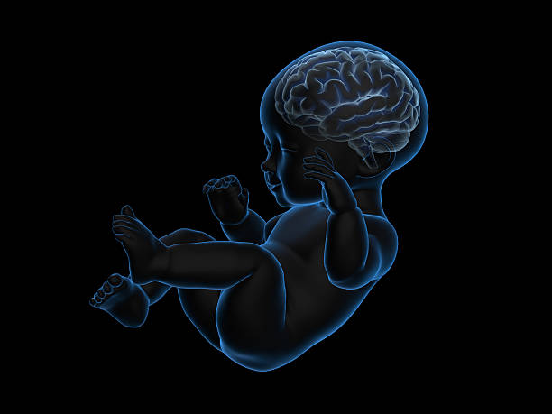 3d rendering radiografia di bambino con cervello all'interno. - doctor brain x ray x ray image foto e immagini stock