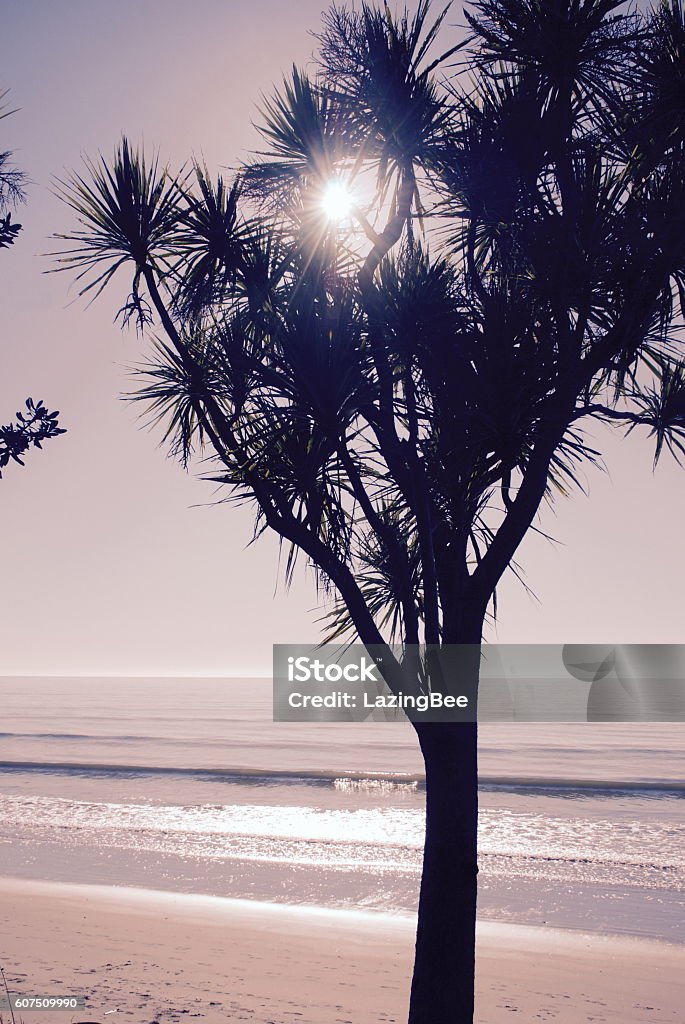 Cabbage Tree (Cordyline Australis), New Zealand Silhouette Cabbage Tree Silhouette against the sun in pastel tones. The cabbage tree is a familiar sight throughout New Zealand vegetation. Abel Tasman National Park Stock Photo