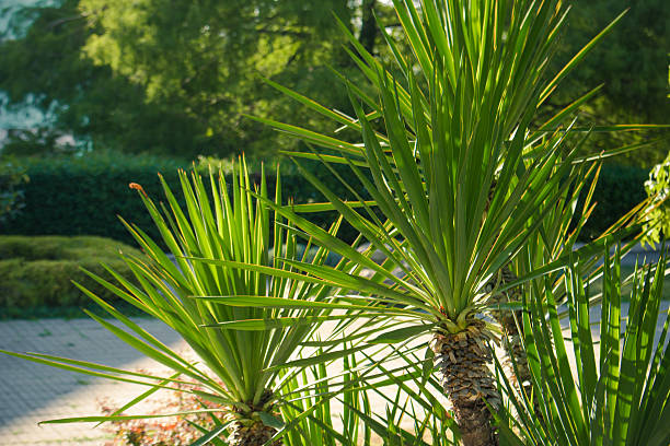 istock Green leaves of palm trees 607584144