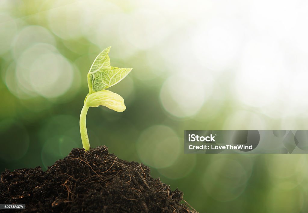 Young plant growing with green bokeh background Young plant growing in the morning light and green bokeh background Change Stock Photo