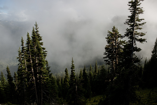 A scenic view from a peak on a mountain trail near Mount Rainier Washington. The could hang low around the top of a large tree.