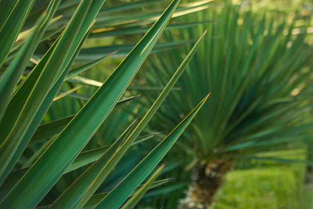 istock Green palm leaves closeup 607585116