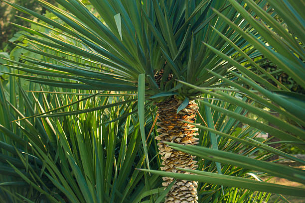 istock Green palm leaves closeup 607585464