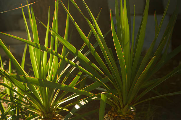 istock Green palm leaves closeup 607585540