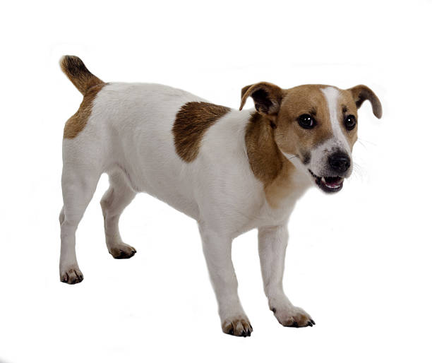 istock young jack russel terrier looks into the camera 607586828