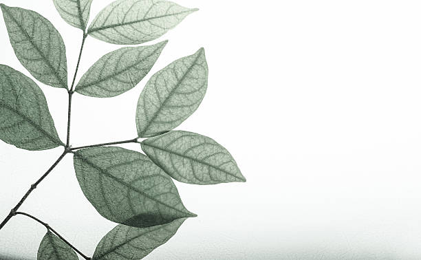 istock classic color leaves on mulberry paper texture 607587162