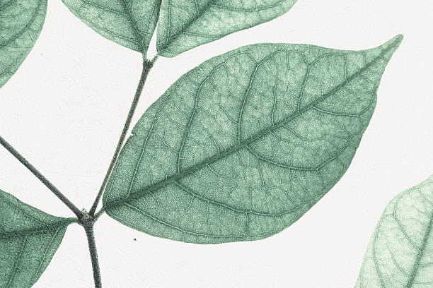 istock classic color leaves on mulberry paper texture 607587208