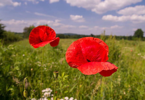 istock Red poppies on sunny meadow 607588086